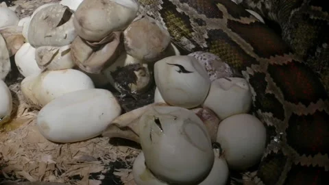 Snake slithering past clutch of hatching eggs python Video stock 155173525