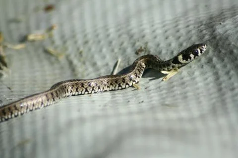 Snake slithering on a plastic surface Stock Photos