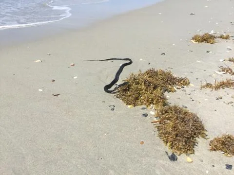 Snake slithering in the sand Stock Photos