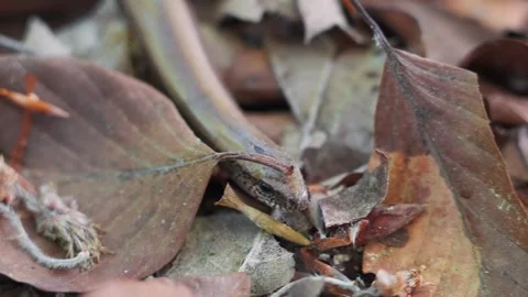 Snake Slithering Through Brown Leaves on the Ground, Blending with Nature 動画素材 303631831