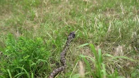Snake Slithering through grass 2 Stock Footage 146401499