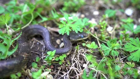Snake Slithering through grass Stock Footage 146402631