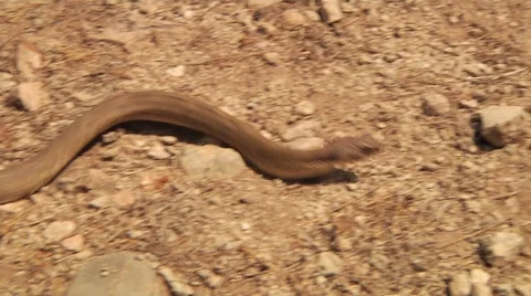 Snake slithering very fast across barren ground Stock Footage 57363345
