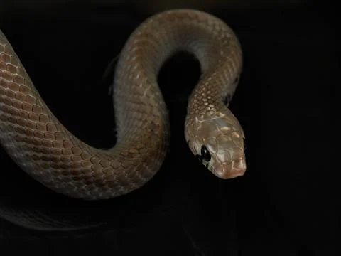 Snake Slithering on Water Stock Photos