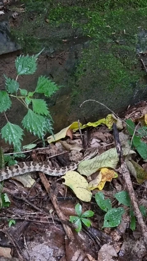 Snake Slithering on Wet Forest Floor during Rain Stock Footage 330209563