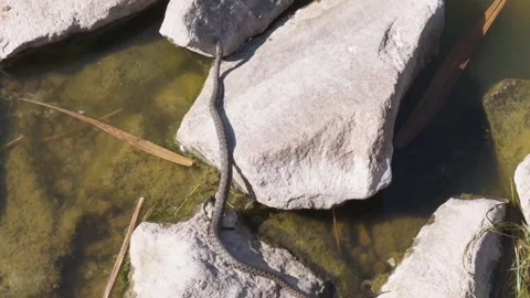 A snake slithers across rocks in shallow water Stock Footage 345833117