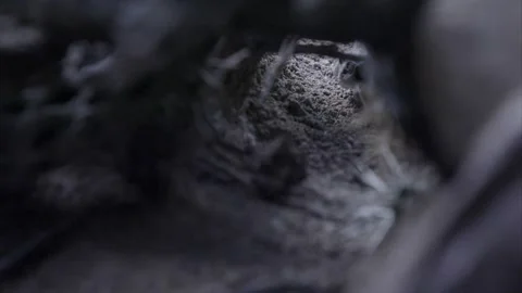 Snake slithers into a hide in the Sonoran desert at night Stock Footage 271729936