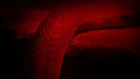 Snake Slithers Over Edge In Red Light Stock Footage 103153448