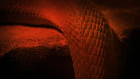 Snake Slithers Over Ledge In Fire Glow Stock Footage 262386661
