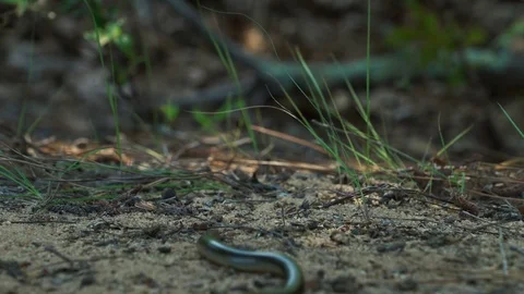 Snake Slithers Through Grass Stock Footage 77550913