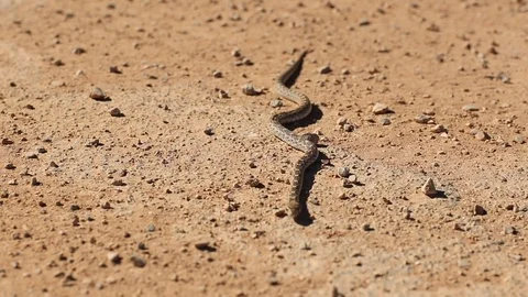Snake slithers under the camera Video stock 82070186