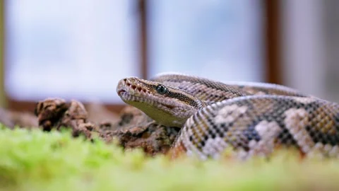 Snake in slow-motion, capturing the texture of scales and slow, deliberate Stock Footage 309013821