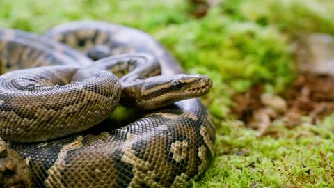 Snake in slowmotion crawling through lush, vibrant green jungle foliage Stock Footage 309019735