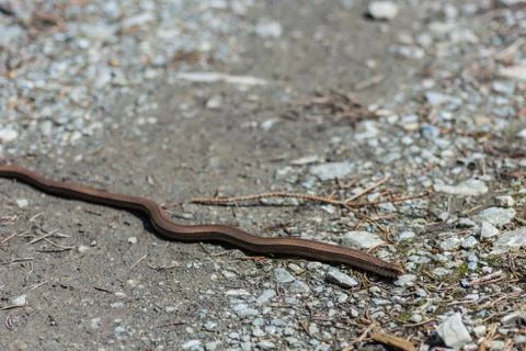 Snake slowworm on the ground Stock Photos