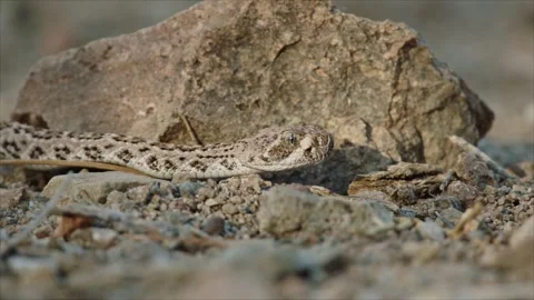 Snake in the Sonoran desert Stock Footage 271729771