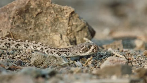 Snake in the Sonoran desert Stock Footage 271729772
