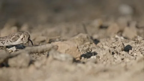 Snake in the Sonoran desert Stock Footage 271729783