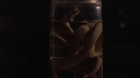 Snake in Specimen Jar Stock Footage 79845689