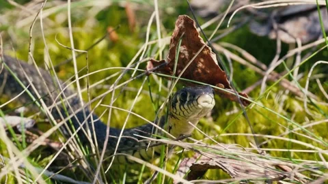Snake in Spring Forest - Common Viper Crawling Through Grass and Moss Video stock 316292268