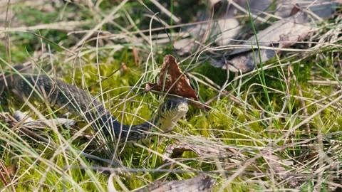 Snake in Spring Wilderness Crawling Through Moss and Grass Stock Footage 316293449