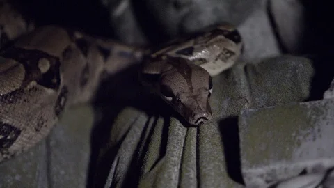 Snake on statue Close Up Vídeo Stock 88791685