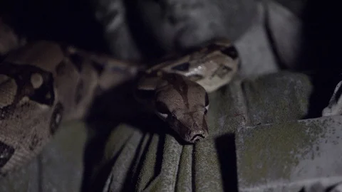 Snake on statue Vídeo Stock 88791728