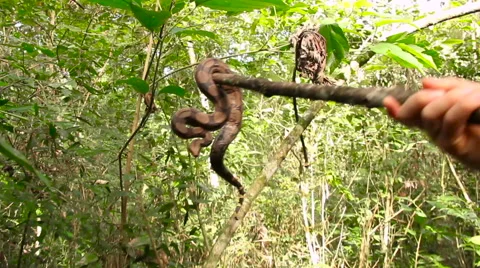Snake with a stick Stock Footage 58048569