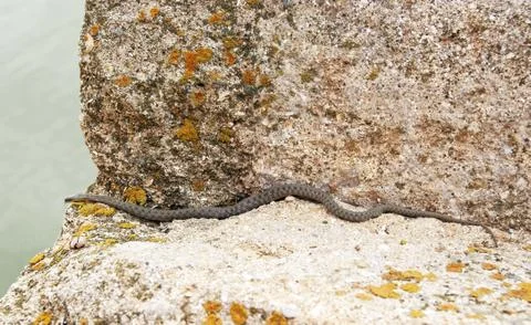 Snake on the stone Stock-Fotos