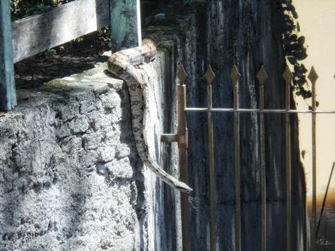 Snake on stone wall and metal fence Foto stock
