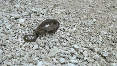 Snake on stony ground Stock Footage 76026605