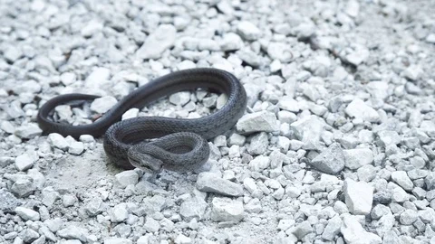 Snake on stony ground Video stock 76030875