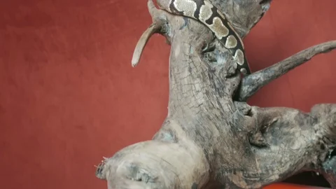 The snake stretched out on the log, clicking its tongue Stock Footage 126649097