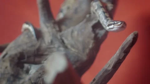 The snake stretched. The Python hisses Stock Footage 130320059