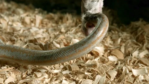 Snake strikes and constricts a mouse on wood shavings Stock Footage 327788768