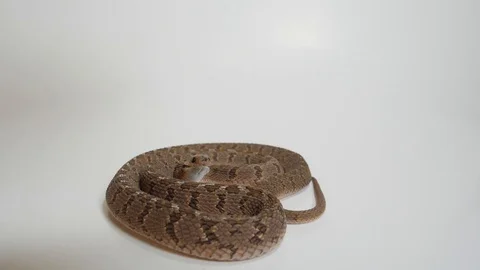 Snake Striking 02 Stock Footage 88023956