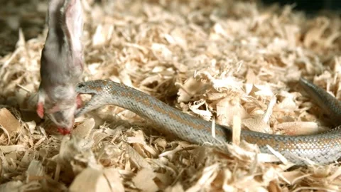 Snake striking and biting a feeder mouse in enclosure Stock Footage 327632385