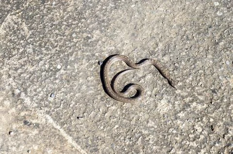 Snake sunbathing on the asphalt Stock Photos