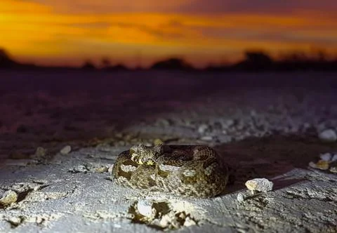 Snake Sunset 写真素材