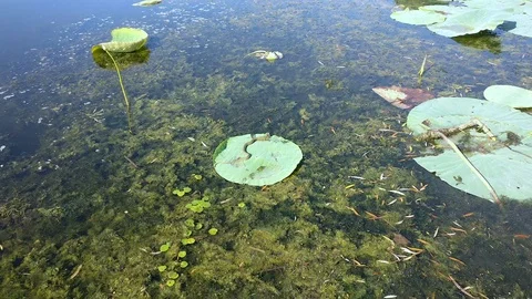 The snake on the surface of the large leaf of the lotus eating caught fish Stock Footage 94933040