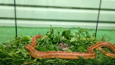 The snake surrounded the mice and enveloped it with a ring Stock Footage 84604230