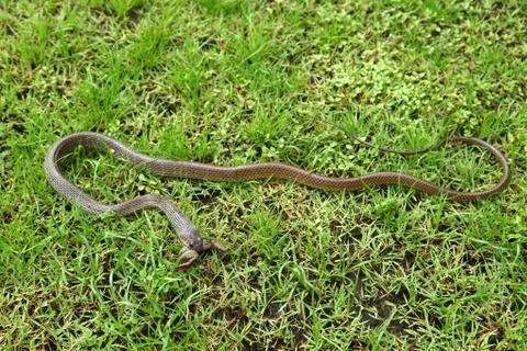 Snake swallowing a toad Stock-Fotos