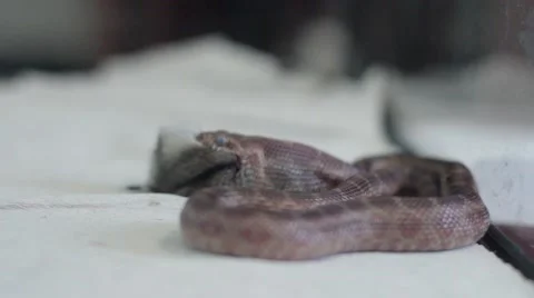 Snake swallows hamster Stock-Footage 53197709
