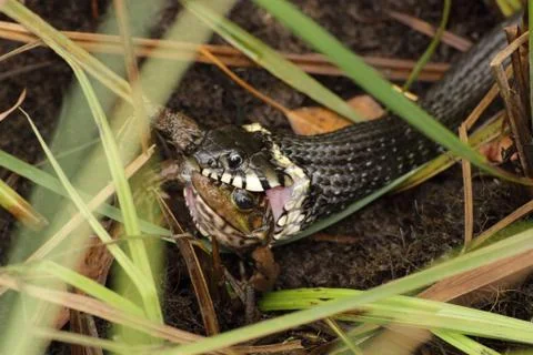 The snake swallows a toad Stock Photos