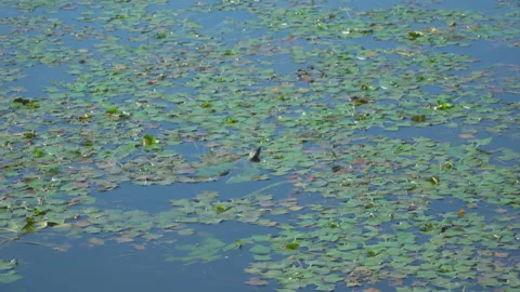 Snake swimming in lake Stock Footage 145478236