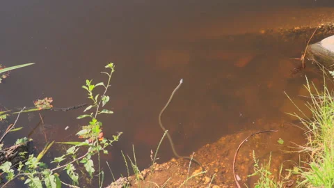 Snake swimming in lake Stock Footage 145486474