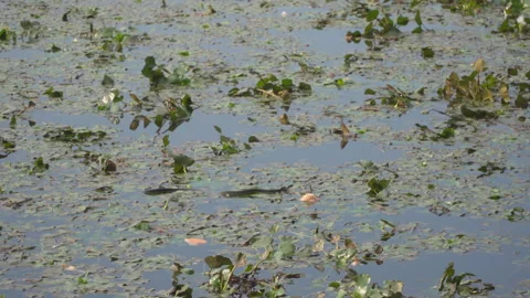 Snake swimming in lake Stock Footage 145640010