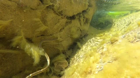 Snake Swimming Underwater Stock Footage 245525864