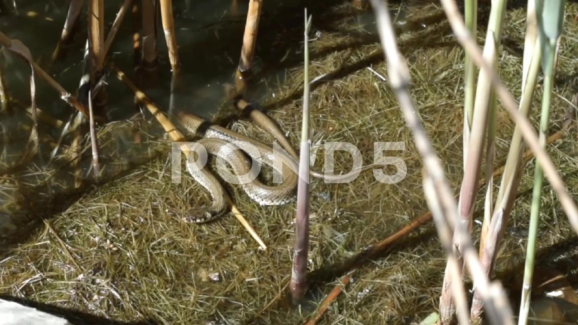 Water Moccasin Nest Underwater