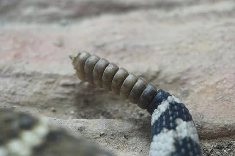 Snake tail shows unique pattern and structure in nature Stock Photos