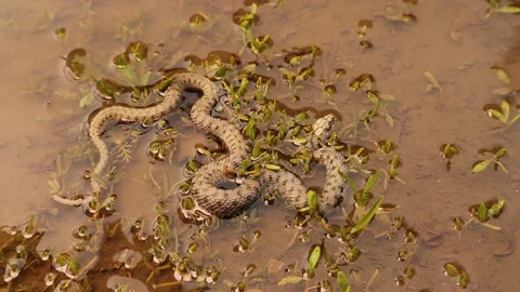 Snake taking a deep breath after swimming underwater. Water snake, dice snake Stock Footage 194424653